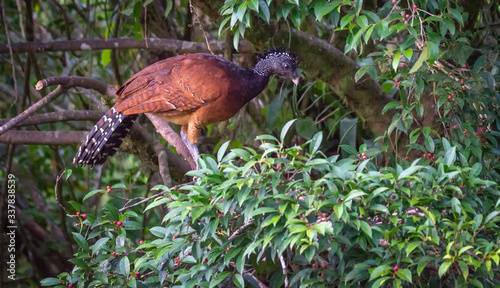Black and brown female Great Curassow standing on wooden branch with jungle in background