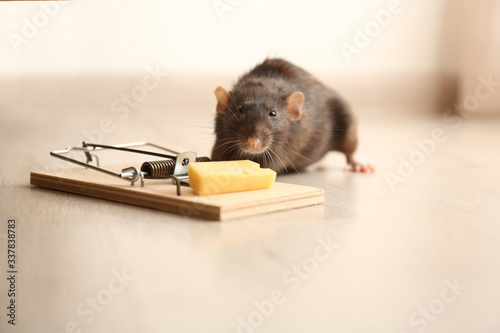 Foto Rat and mousetrap with cheese indoors. Pest control