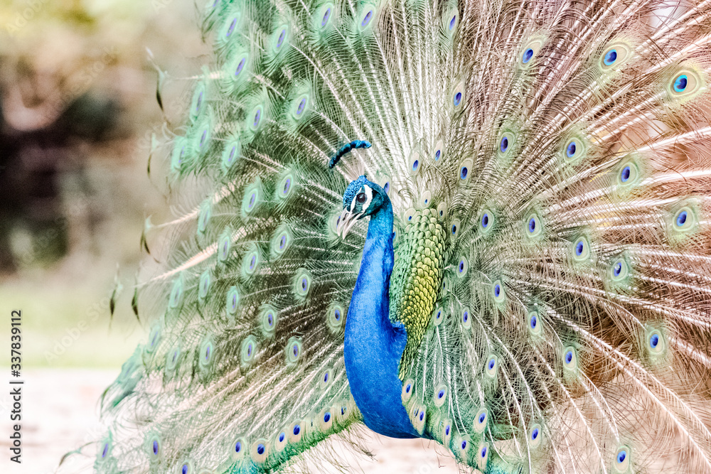 Fototapeta premium peacock with its magnificent tail opened wide