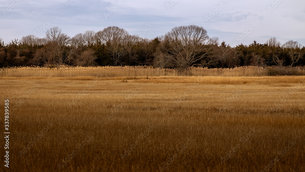 reeds in the autumn reeds in the autumn