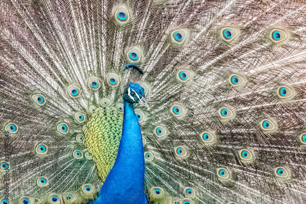 Fototapeta premium peacock with its magnificent tail opened wide
