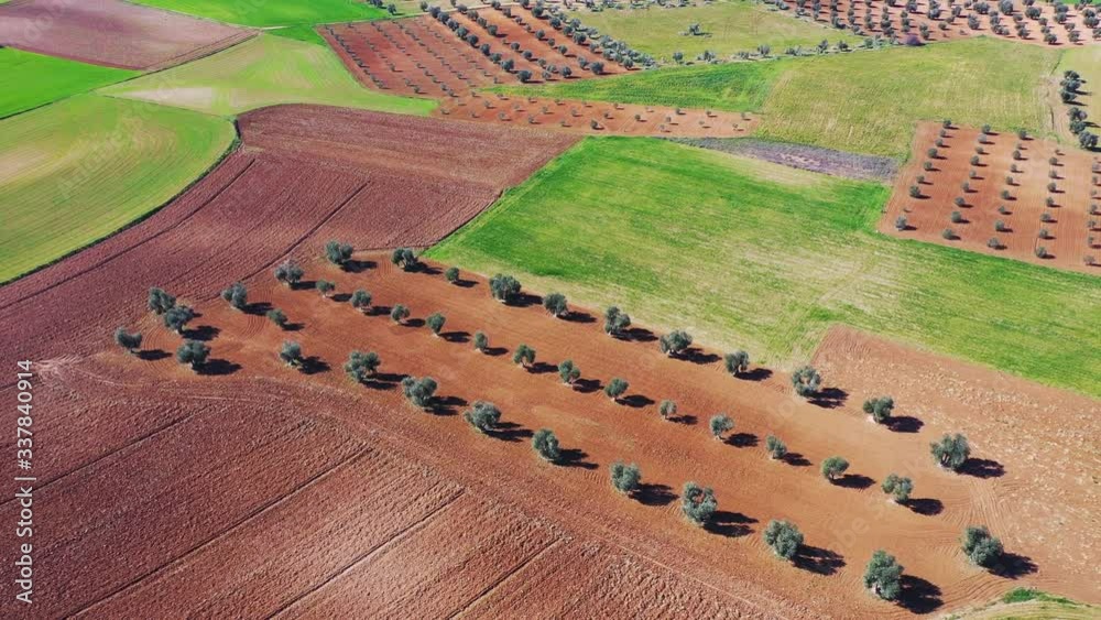 Aerial view from a drone of olive and cereal fields in the province of Toledo, Autonomous Community of Castilla La Mancha, Spain, Europe