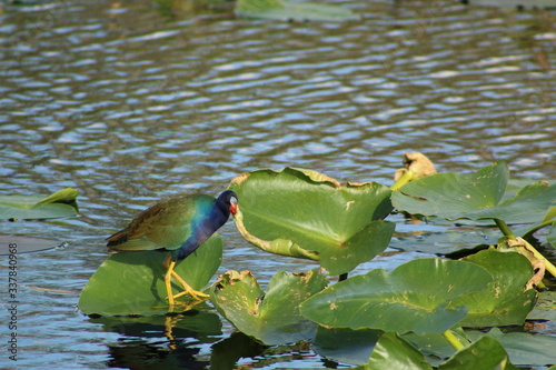 a purple gallinule in the swamp photo
