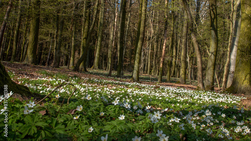 Spring forrest with the white flowers