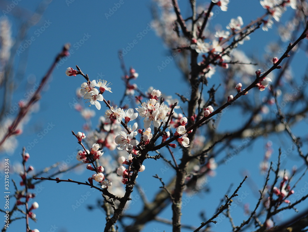 Blossoming branch of a cherry tree against the blue sky Blurred background Blossoming branch of a cherry tree against the blue sky Blurred background