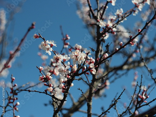 Blossoming branch of a cherry tree against the blue sky Blurred background
