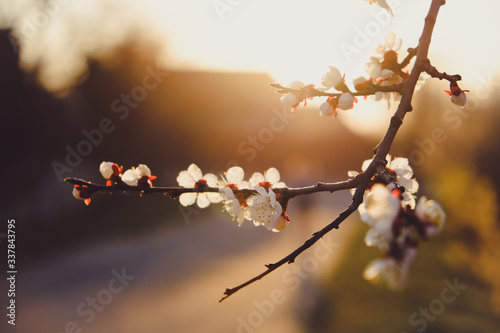 Cherry Blossom with Soft Atmosphere at sunset. Spring season Background