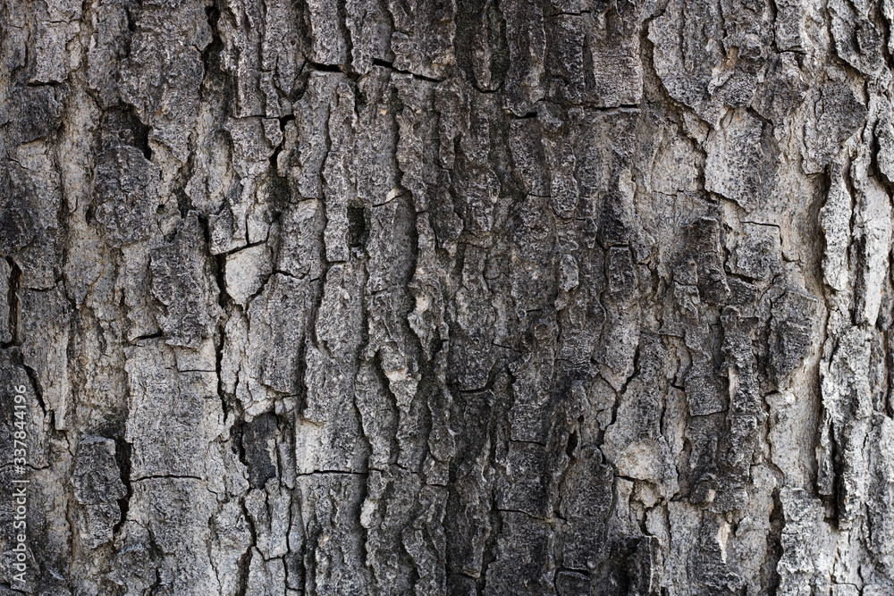 Wood Tree Bark Brown Texture Background Wood Tree Bark Brown Texture Background
