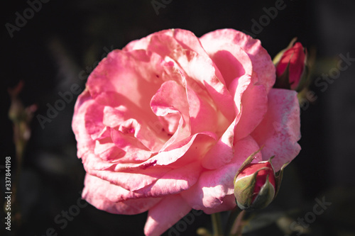 pink rose 