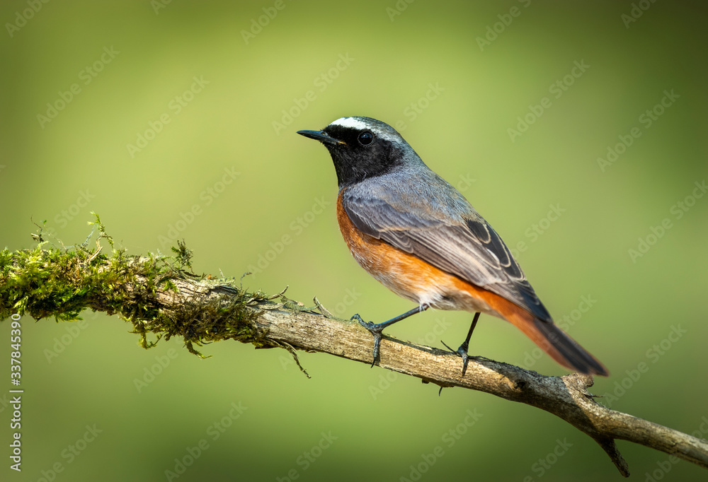 Common redstart male ( Phoenicurus phoenicurus ) Common redstart male ( Phoenicurus phoenicurus )