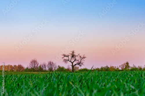 Beautiful sunset landscape - tree  green field and colorful sky. 