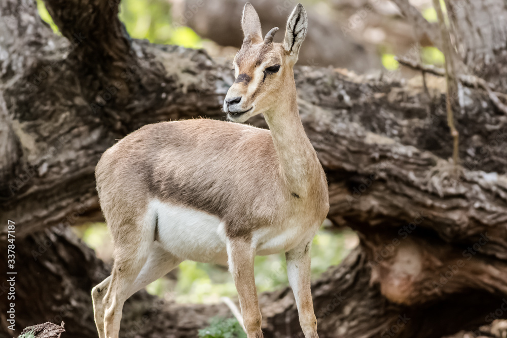 laughing gazelle with only half horn laughing gazelle with only half horn