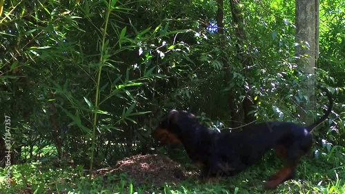 perro salchica corriendo dia plantas photo