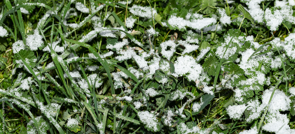 Cataclysm. Snow in the spring. The return of winter. Snow covered the grass. Weather anomaly. Cataclysm. Snow in the spring. The return of winter. Snow covered the grass. Weather anomaly.