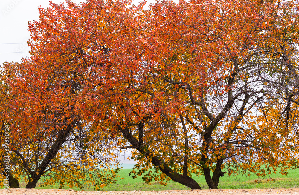 Cherry tree with reddening leaves. Autumn, fall landscape with a tree full of colorful, falling leaves, sunny blue sky. Perfect seasonal theme. Flora with red-scarlet foliage. Cherry tree with reddening leaves. Autumn, fall landscape with a tree full of colorful, falling leaves, sunny blue sky. Perfect seasonal theme. Flora with red-scarlet foliage.