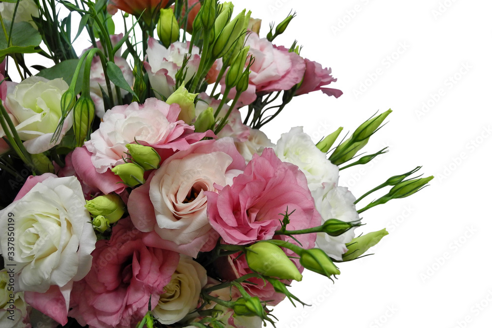 Lush bouquet of pink and white eustoma flowers (lisianthus) with buds isolated on white background for greeting card