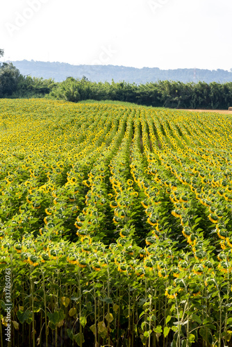 beautiful field of sunflowers in the summer