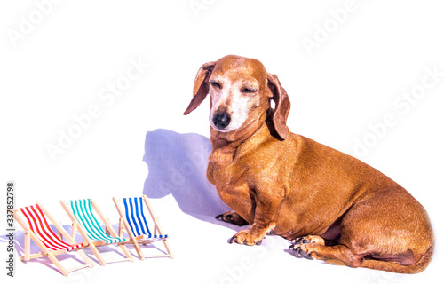 Miniature Dachshund Holiday © ANDREW NORRIS