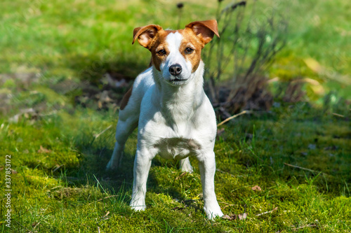 Jack Russell Terrier on the green meadow on an old farm