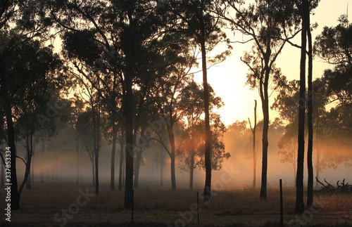 Trees in a paddock with fog in the foreground at daylight