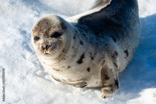Harp seal laying on a fresh blanket of snow. The wild animal has a light grey coat with dark spots. It has dark eyes, long whiskers, claws and flippers with a big pregnant belly. 