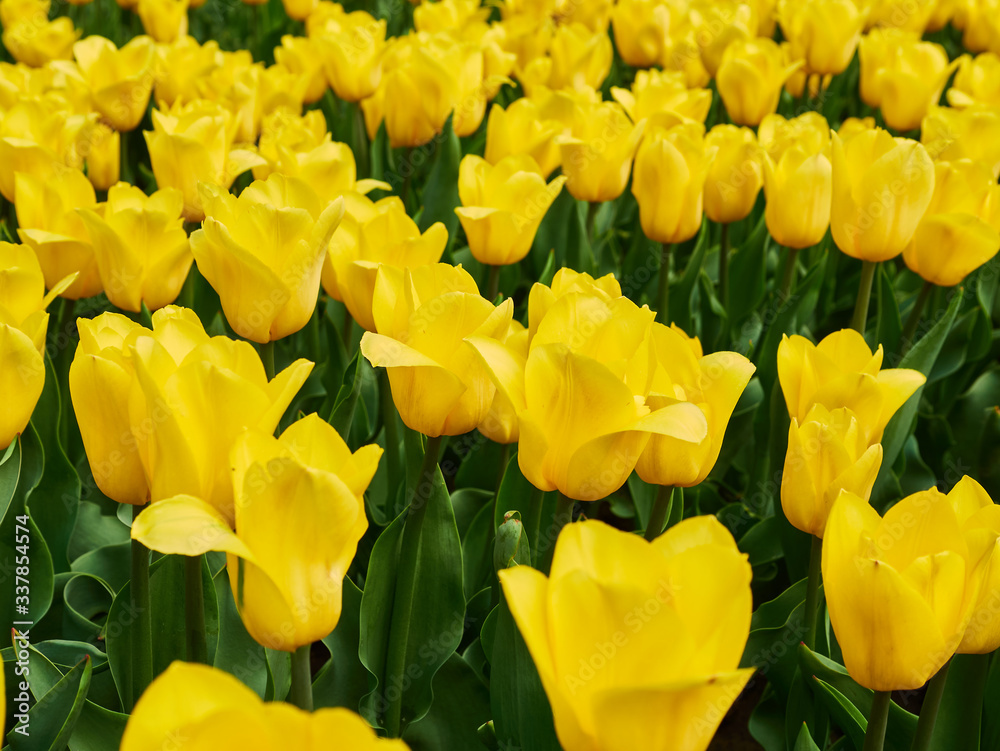 Bright colorful yellow Tulip blossoms in spring