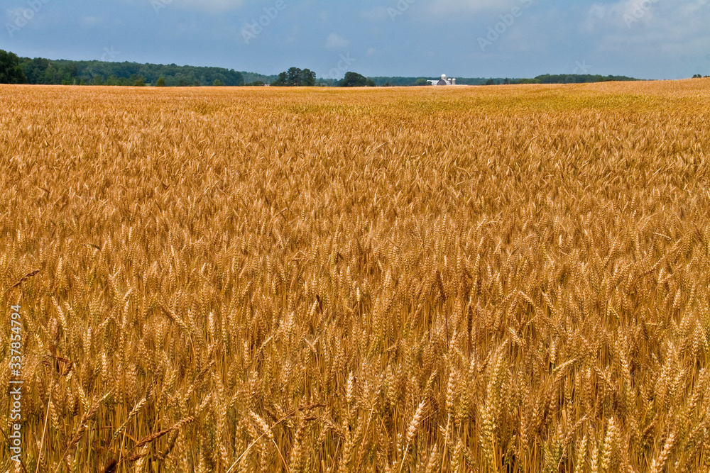 Dairy Farm and Wheat Field in Door County, Sturgeon Bay, Wisconsin, USA Dairy Farm and Wheat Field in Door County, Sturgeon Bay, Wisconsin, USA