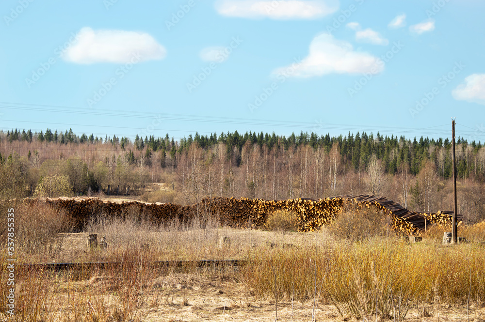 A huge pile of logs, logging, roundwood on the background of a coniferous forest