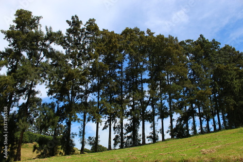 trees and sky