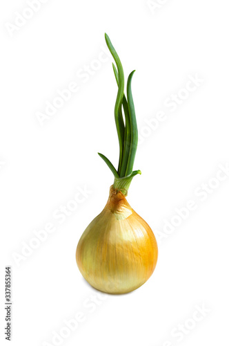 Fresh onion with sprouted stems isolated on a white background