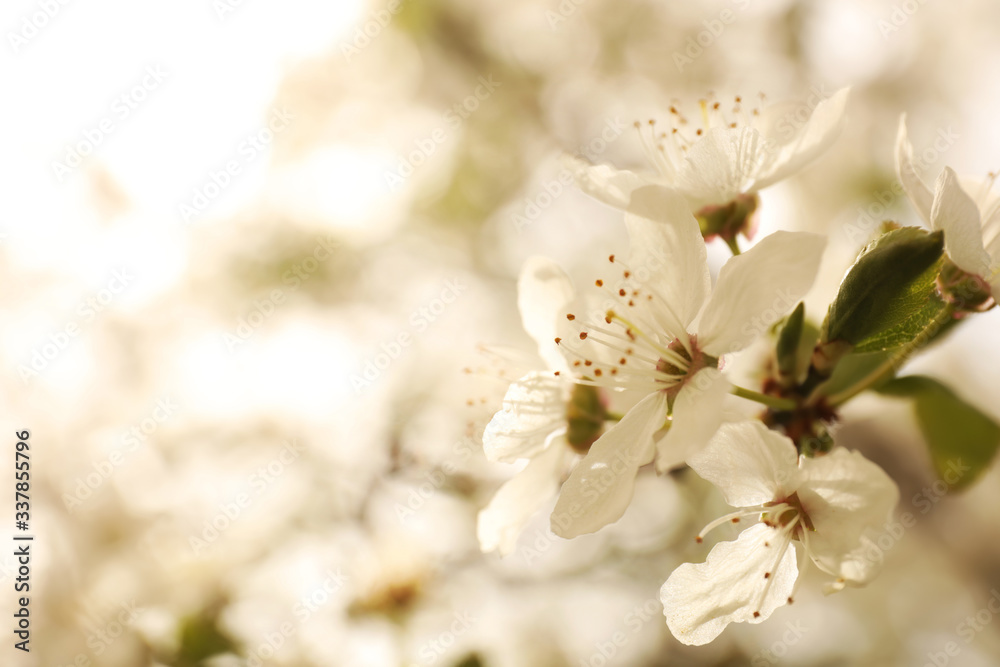 Closeup view of blossoming tree outdoors on spring day Closeup view of blossoming tree outdoors on spring day