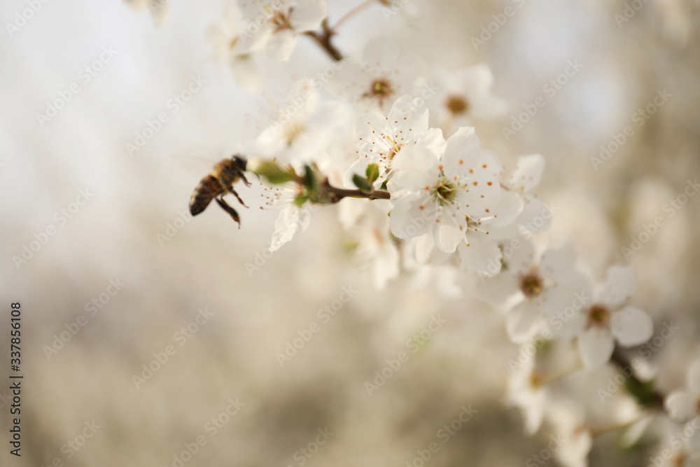 Bee near blossoming tree with outdoors, closeup. Spring season Bee near blossoming tree with outdoors, closeup. Spring season