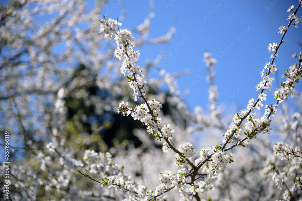 white blossoming cherry tree white blossoming cherry tree