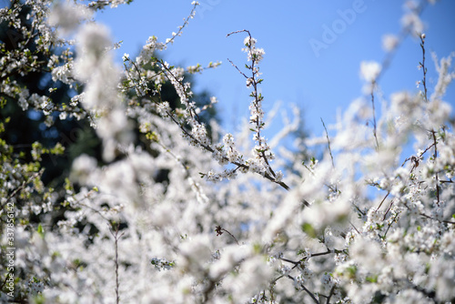 white blossoming cherry tree
