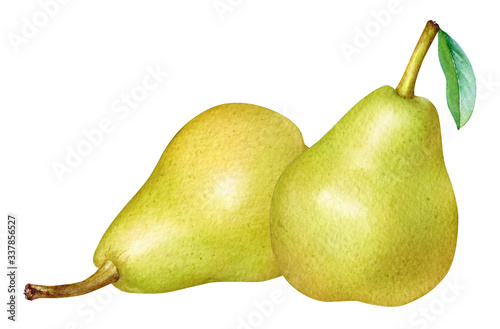 Watercolor illustration of yellow pears