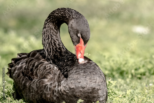 alegant black swan cleaning up its feathers