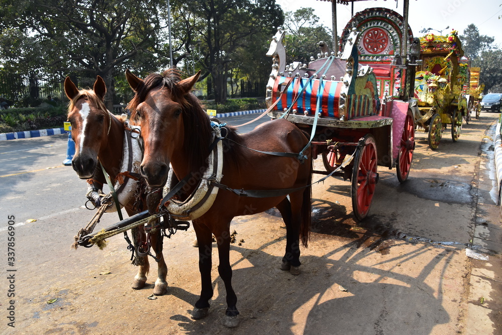 インドのコルカタの街並み　道路に停車中の馬車　出発を待つ可愛い馬