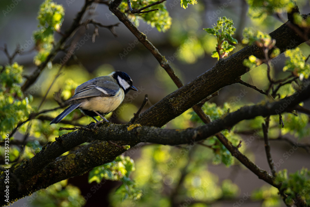 Great tit (Parus Major) on a montpellier maple (Acer monspessulanum), Frastanz, Vorarlberg, Austria Great tit (Parus Major) on a montpellier maple (Acer monspessulanum), Frastanz, Vorarlberg, Austria