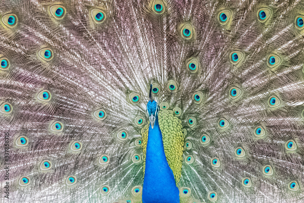 Fototapeta premium peacock with its magnificent tail opened wide