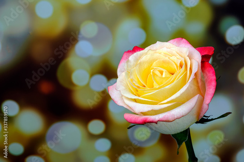 Yellow rose on a blurry background with lights. Copy space.