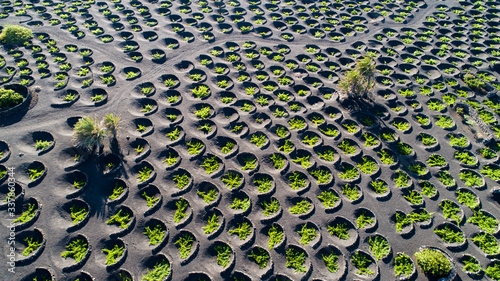 vineyard in la geria, lanzarote photo