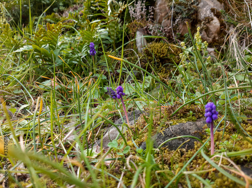 Muscari armeniacum (Blue Grape Hyacinth) blue flower among green grass, spring bloom concept