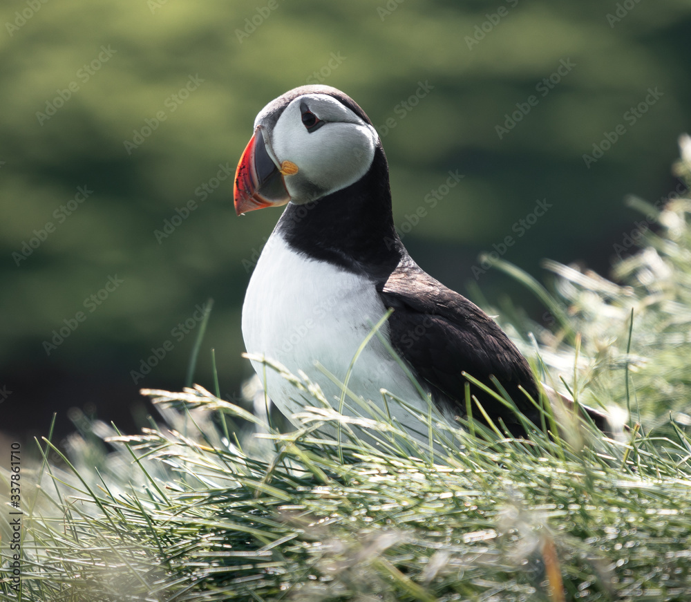 Naklejka premium Puffins in the Faroe Islands
