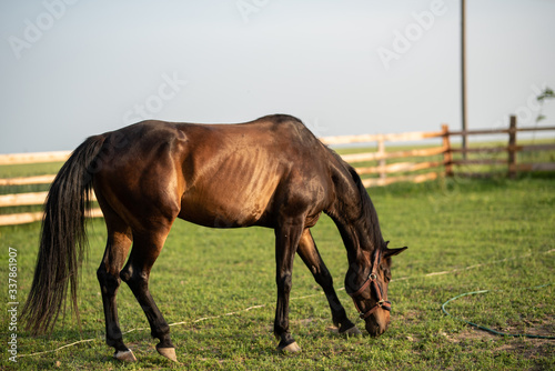 Horse grazing is green pasture. photo