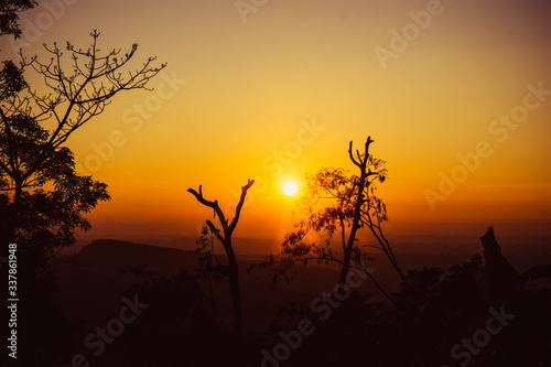 silhouette of a tree in sunset