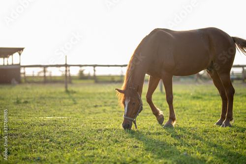 Horse grazing is green pasture. photo