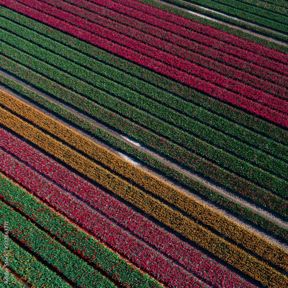 © DannyRest - Tulip field in the Netherlands © DannyRest - Tulip field in the Netherlands
