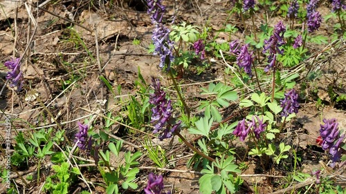 Corydalis. Flowering of Corydalis in the spring forest. Macro Corydalis. photo