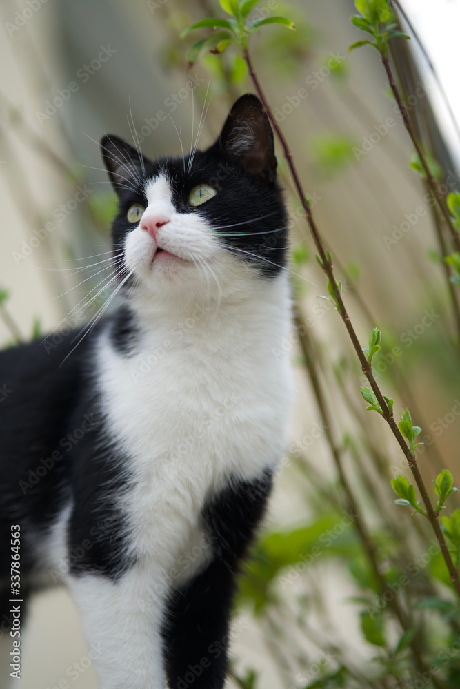 Black and white cat standing in the garden against the backdrop of greenery, interesting sharp look Black and white cat standing in the garden against the backdrop of greenery, interesting sharp look