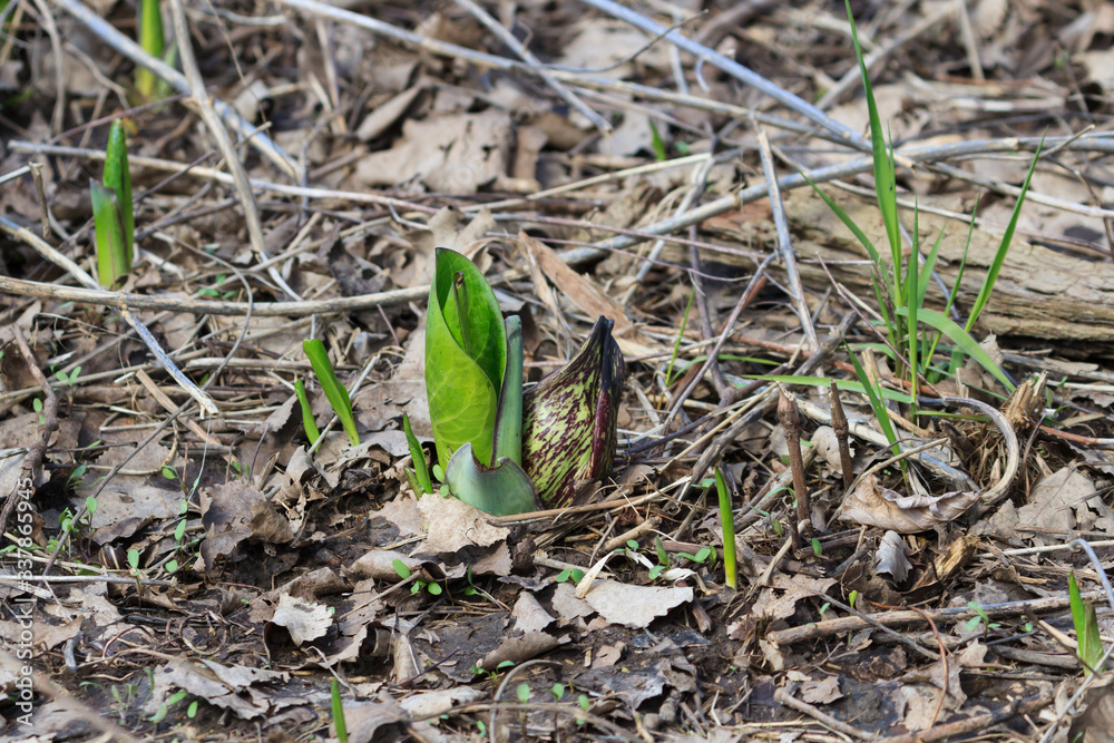 Fototapeta premium Skunk cabbage emerging from a swampy forest floor.